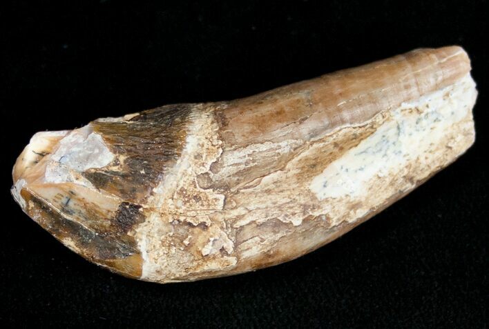 Archaeocete (Primitive Whale) Tooth - Basilosaur #11427